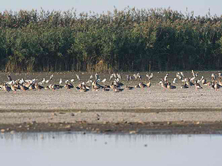 NATURA 2000 NATURA 2000-es madárvédelmi terület, Bakonszeg mellett