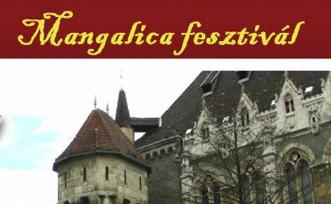 Második alkalommal rendeznek Mangalicafesztivált Debrecenben