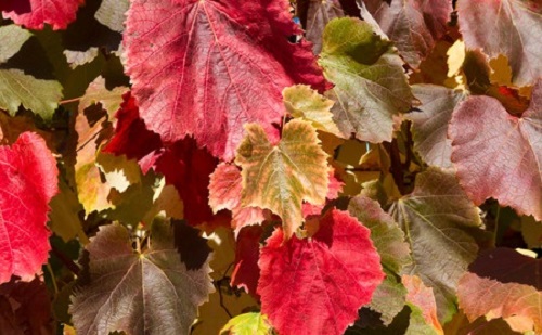 Lakberendezés ősszel: színek és hangulatok 	