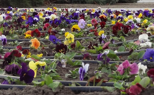 Egy éven át 25 debreceni hajléktalannak ad munkát a Dehusz