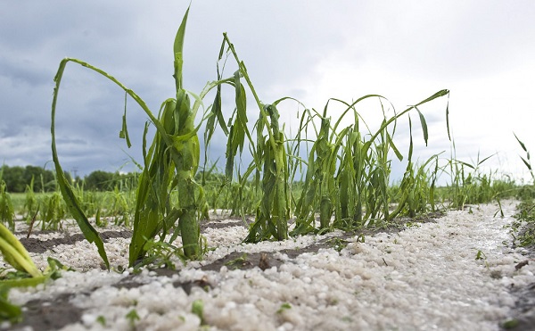 Jelentős kárcsökkenést eredményezett a jégkármérséklő-rendszer