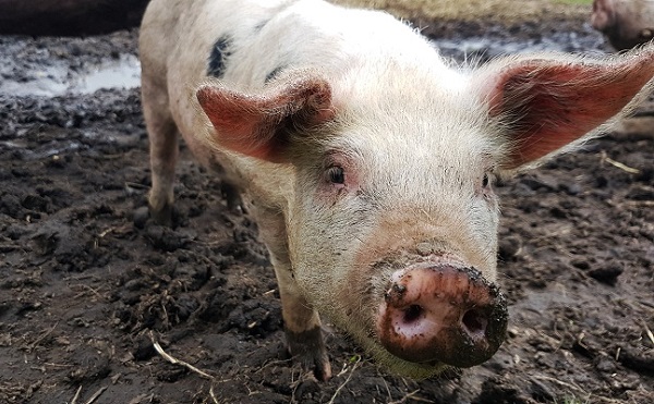 Afrikai sertéspestis jelent meg a megyében