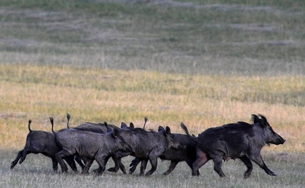 Afrikai sertéspestis jelent meg a megyében