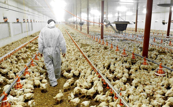 Megszűntek a madárinfluenza miatt elrendelt egyes korlátozások