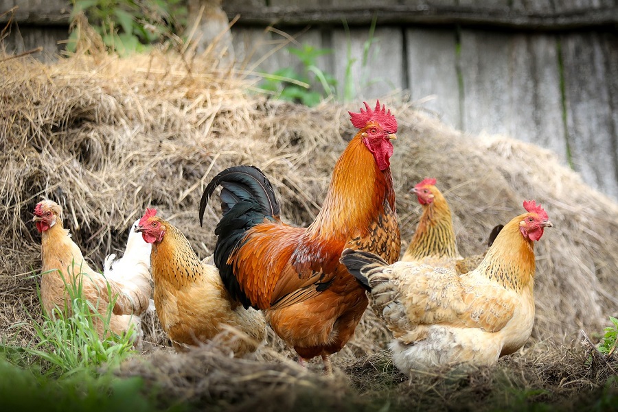 Tizenötmillió csirkét dolgoznak fel évente