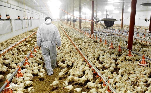 Megkezdődött a Hajdú-Bihar megyei fertőzött kacsatelep felszámolása