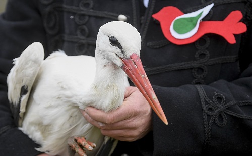 Gólyákat engedtek szabadon a Hortobányi Madárparkban