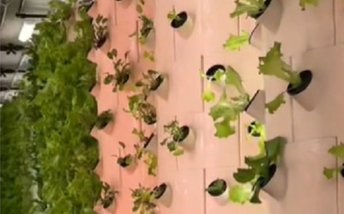 Konténerfarm - Innováció a növénytermesztésben Debrecenben